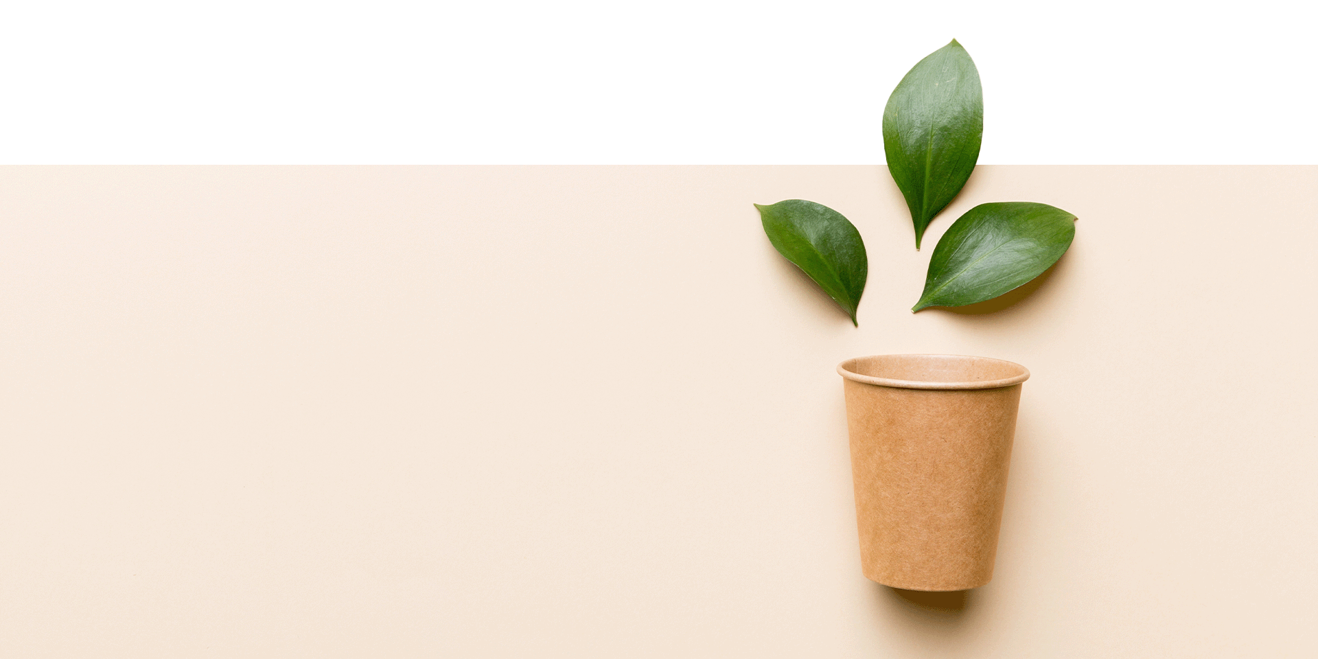 Ein Pappbecher mit drei Blättern auf beigem Hintergrund